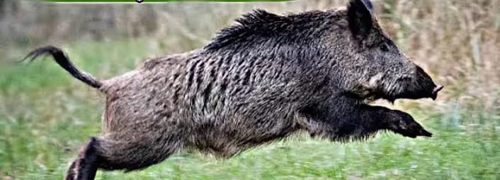 పొలాల్లో పందుల బారి… రైతులు ఆందోళనలో