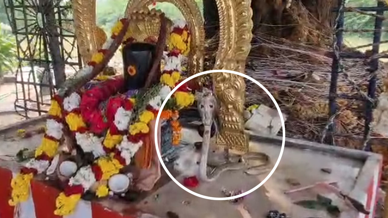 శివుడికి స్వయంగా పూజలు చేసిన నాగుపాము.. వీడియో చూస్తే ఆశ్చర్యపోతారు (వీడియో చూడండి)