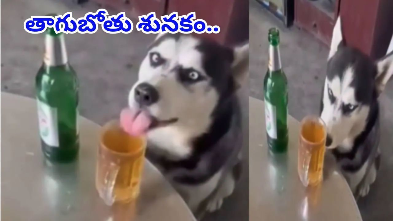 తాగుబోతు కుక్క.. ఫుల్లుగా మందు వేసి ఏం చేసిందో మీరే చూడండి. (వీడియో చూడండి)