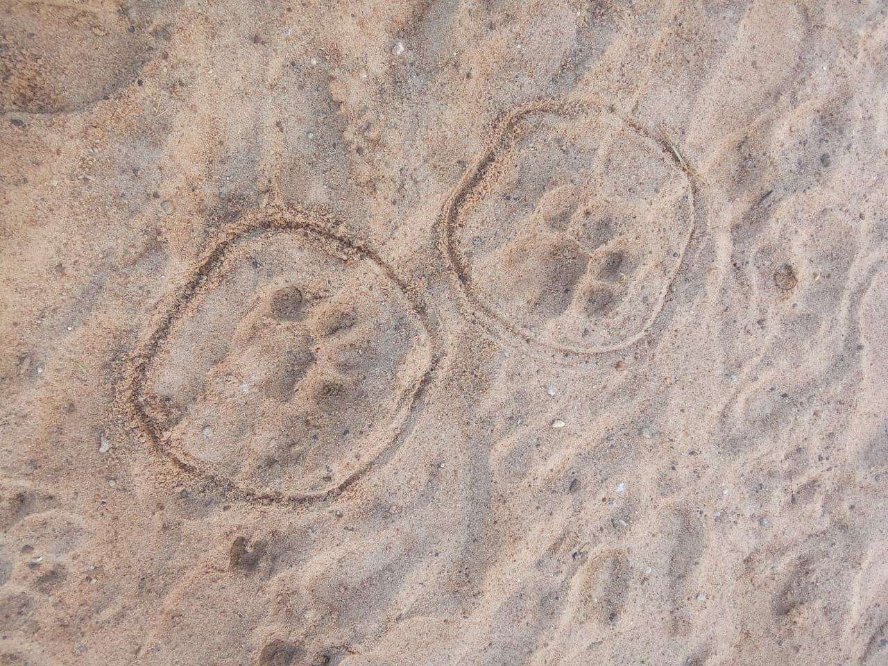 నర్సింగాపూర్ బస్టాండ్ సమీపంలో పులి సంచారం గ్రామస్తులో ఆందోళన