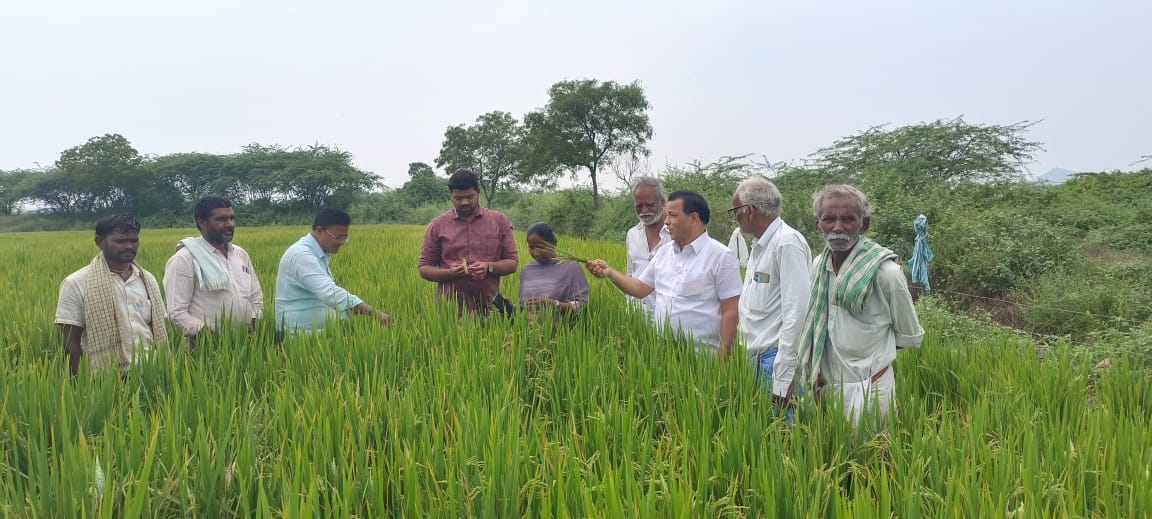తర్లుపాడు మండలం గొల్లపల్లి గ్రామంలో వరి, మొక్కజొన్న పొలాలను పరిశీలించిన వ్యవసాయ అధికారులు.