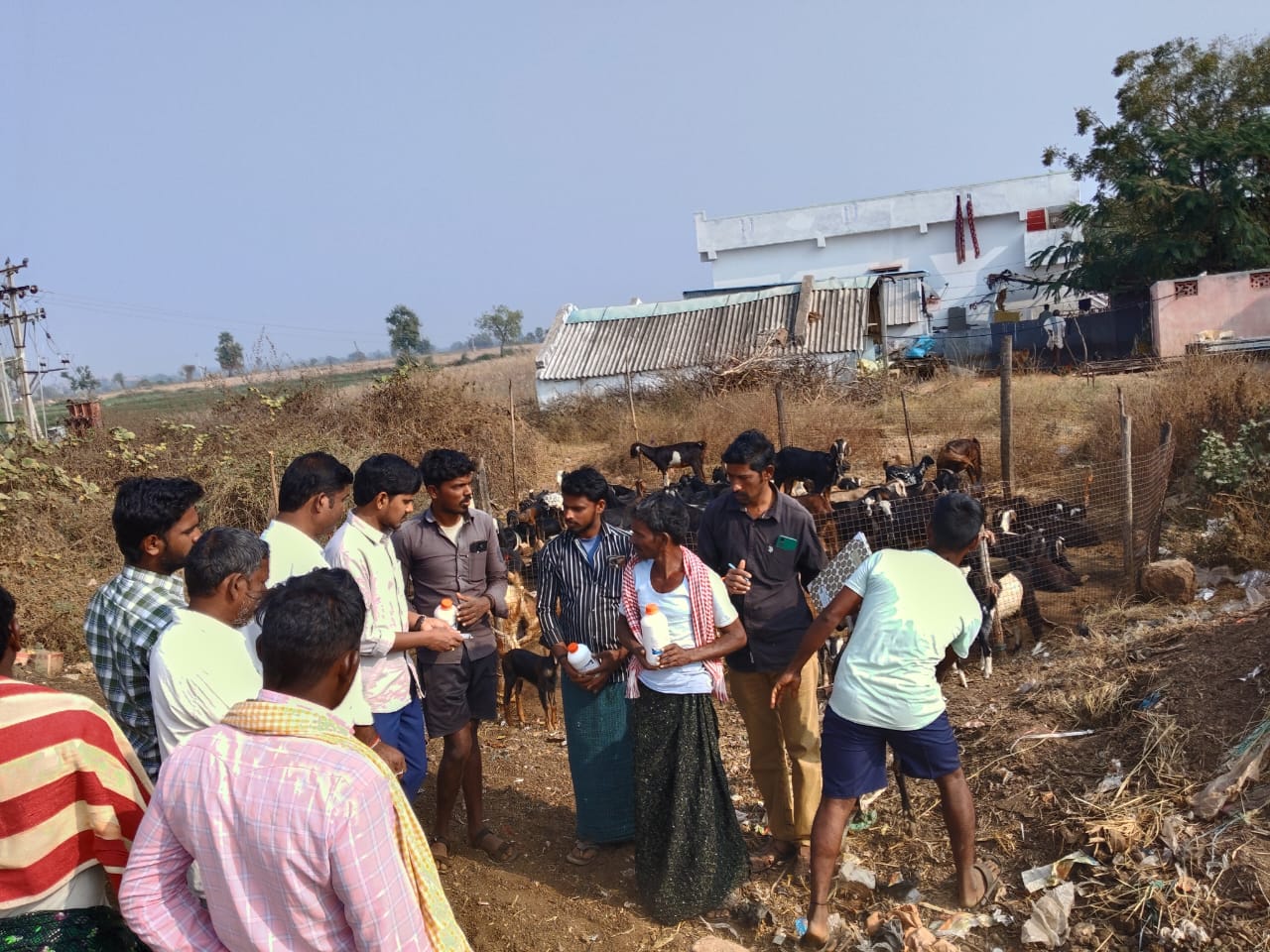 గొర్రెలు,మేకలకు ఉచిత నట్టల మందులు పంపిణి చేసిన..