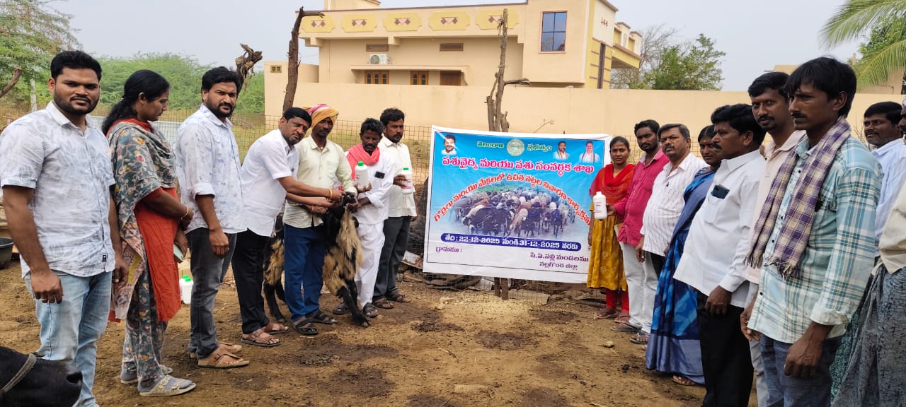 : నట్టాల నివారణకు మందులు వినియోగించుకోవాలి పీ.ఏ.పల్లి సర్పంచ్ వంగాల శ్రీనివాసరెడ్డి.