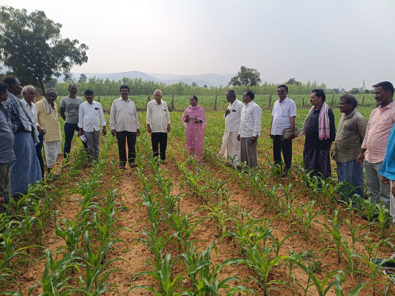 మొక్కజొన్న సాగుపై రైతులకు శిక్షణ మరియు అవగాహన కార్యక్రమం .మండల వ్యవసాయ అధికారి పి జోష్ణ దేవి.
