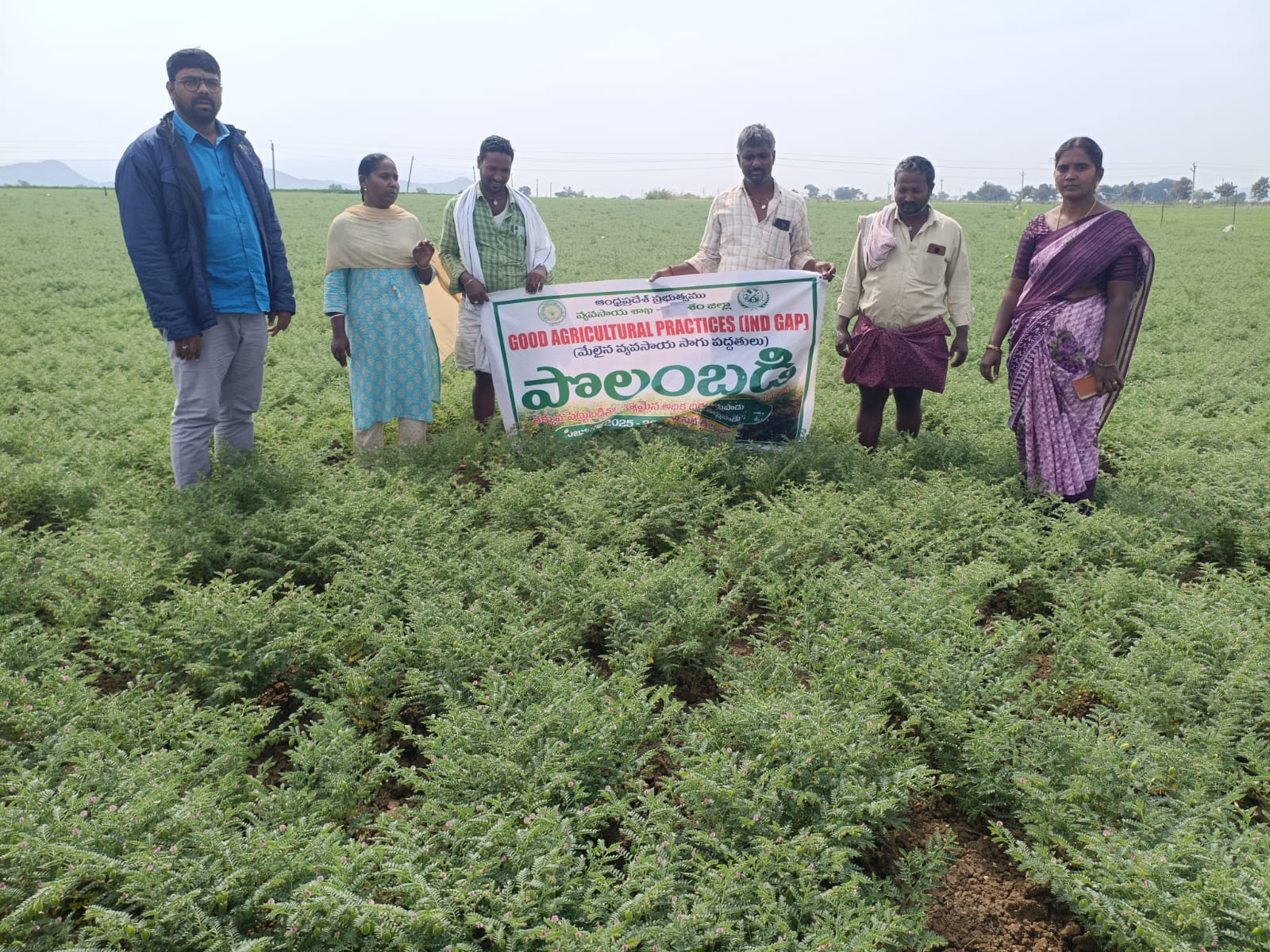 తర్లుపాడు మండలం తర్లుపాడు పాడు గ్రామం నందు ఇండిగాప్ పొలంబడి కార్యక్రమం.మండల వ్యవసాయ అధికారి పి జోష్ణ దేవి.
