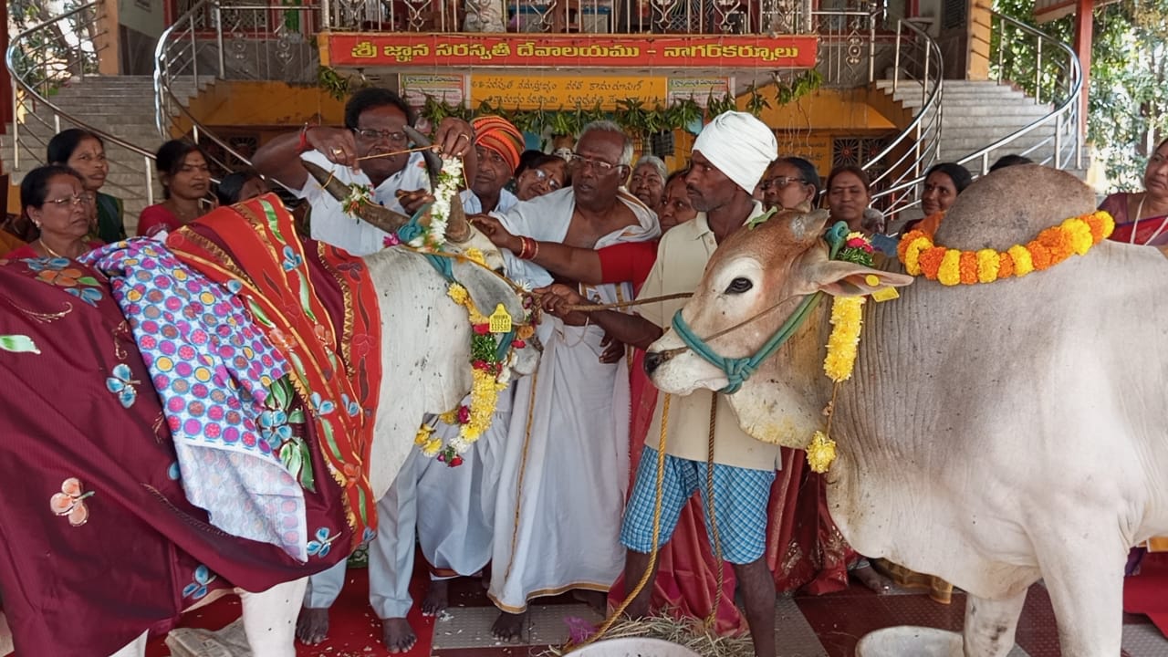 జ్ఞాన సరస్వతి దేవాలయంలో వైభవంగా గోవృషభ కళ్యాణం