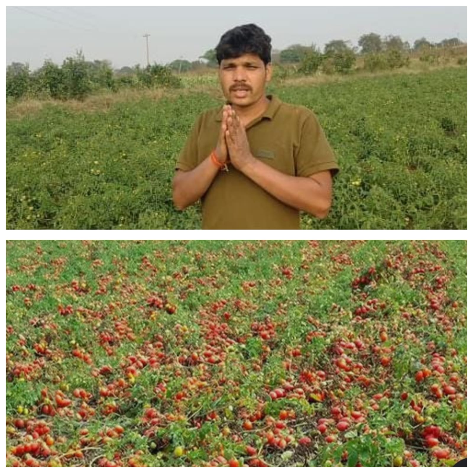 టమాటా ధరల పతనం.. ఫ్రీగా పంచేసిన యువ రైతు