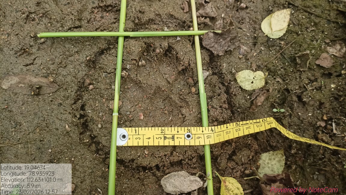 బీర్‌పూర్ మండలంలో హైనా సంచారం.. అటవీశాఖ అధికారుల హెచ్చరిక