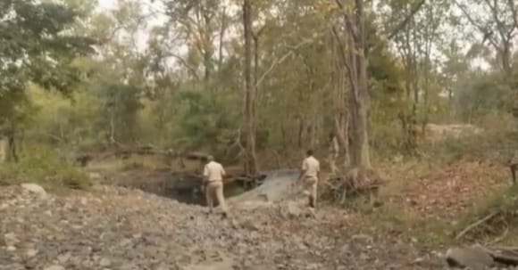 తోడుకోసం పులి అన్వేషణ..!