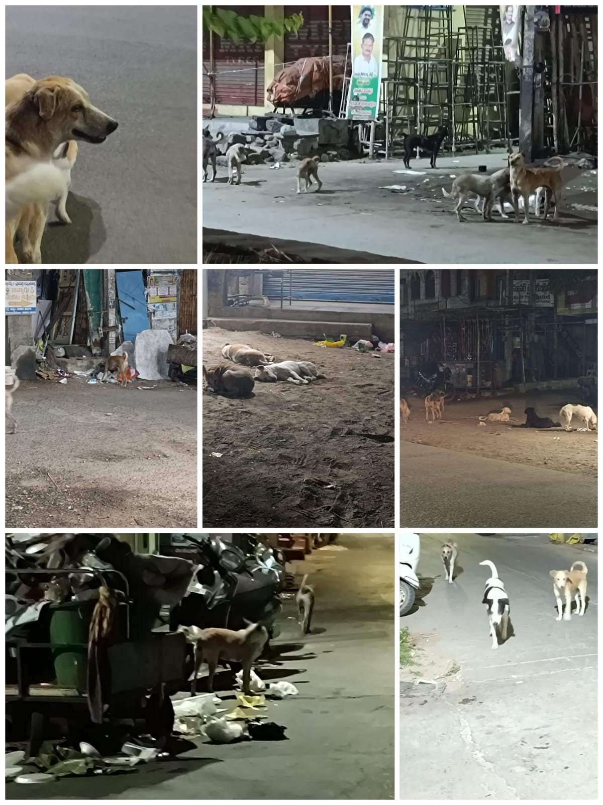 చిలకలూరిపేట పట్టణంలోని చౌత్ర సెంటర్, గాంధీ పేట, సుబ్బయ్య తోట, పద్మసాలి పేట గౌడపాలెం ఓల్డ్ విజయ బ్యాంక్ సెంటర్ ప్రాంతాల్లో వీధి కుక్కల సమస్య తీవ్రరూపం దాల్చింది.