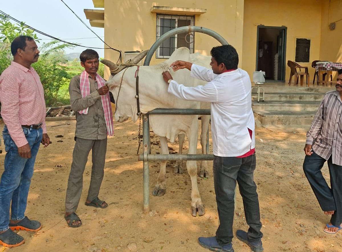 పశువులకు గాలి కుంటు టీకాలు వేయించాలి డాక్టర్ సునిల్