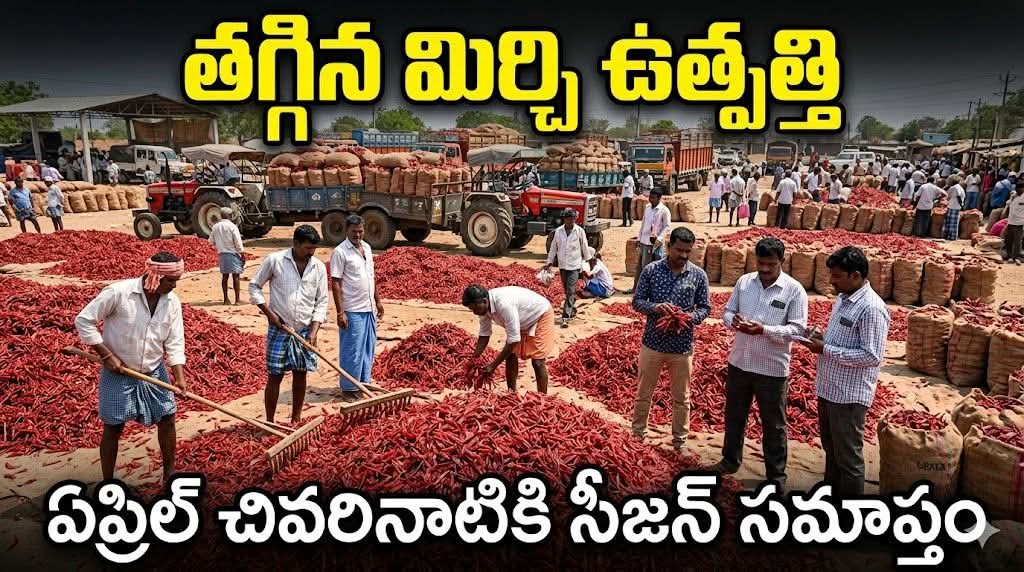 తగ్గిన మిర్చి ఉత్పత్తి..ఏప్రిల్ చివరినాటికి సీజన్ సమాప్తం..
