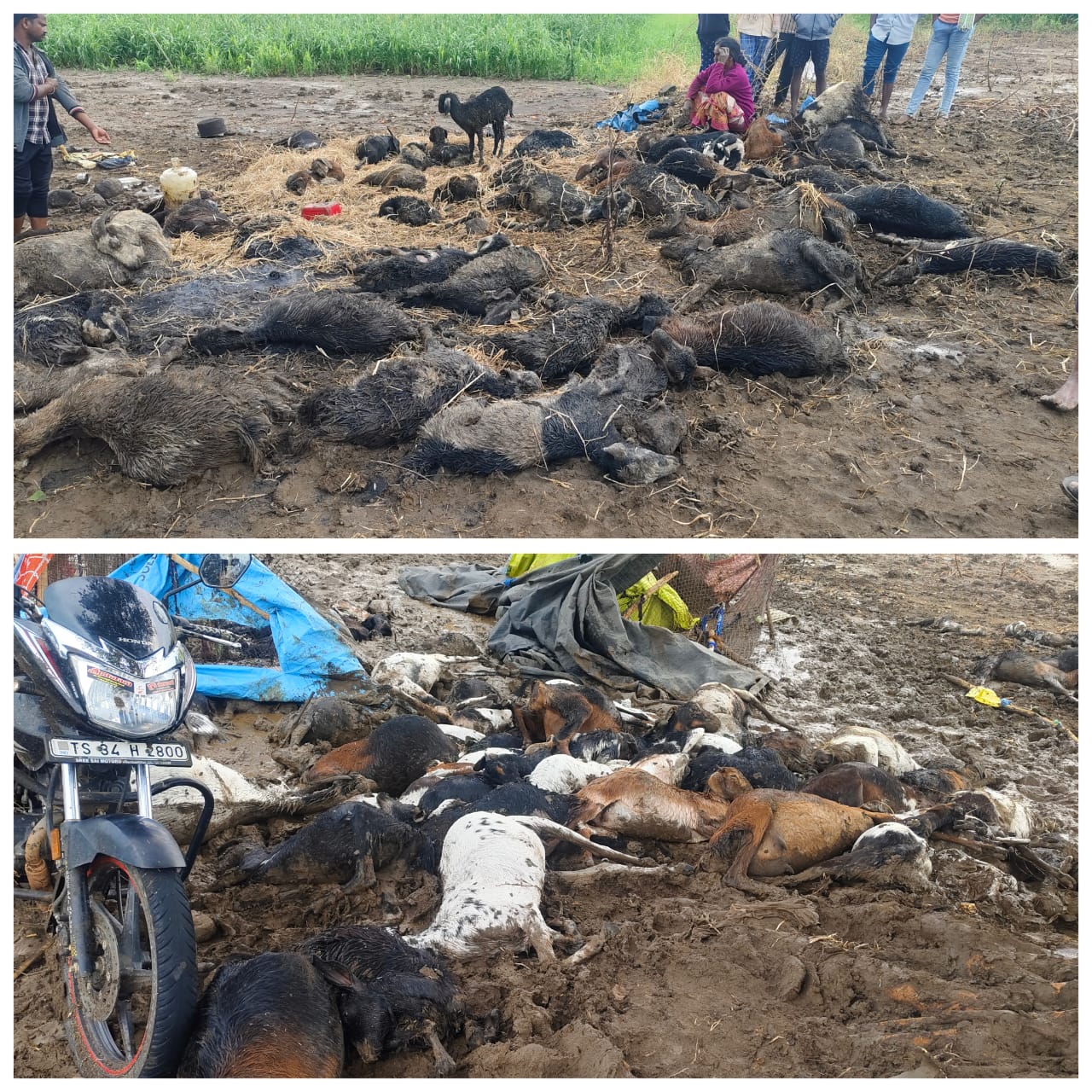 వడగండ్ల వర్షానికి 217 మేకలు మృతి