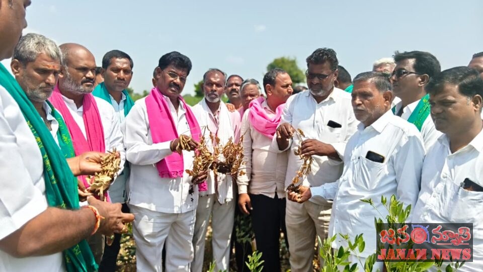 పంటలు ఎండిపోతున్నాయి.. రైతులు నష్టపోతున్నారు