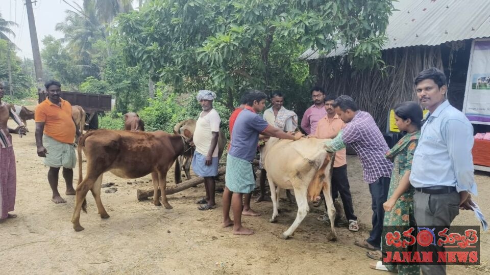 పాడి పశువుల వంధ్యత్వ నివారణ శిబిరం