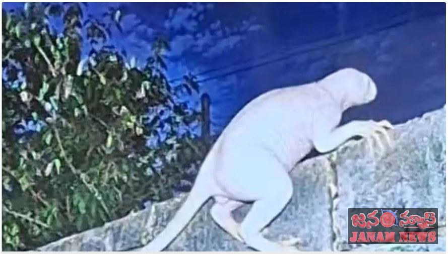 వెన్నులో వణుకు పుట్టిస్తున్న విచితజీవి  ఏలియనా? అడవి జంతువా? (వీడియో చూడండి)