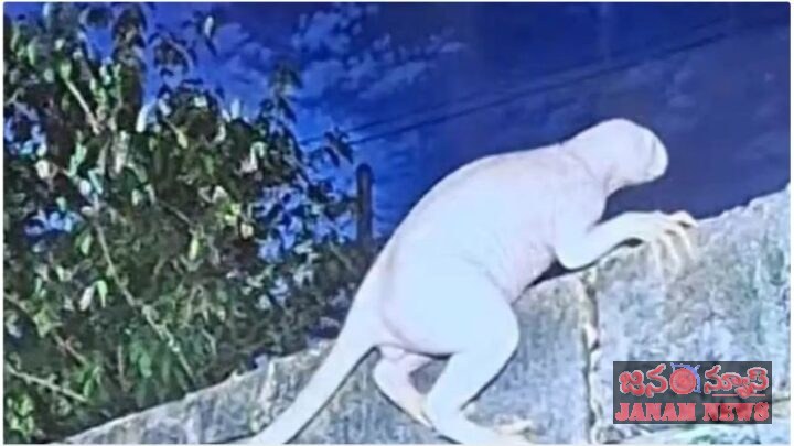 వెన్నులో వణుకు పుట్టిస్తున్న విచితజీవి  ఏలియనా? అడవి జంతువా? (వీడియో చూడండి)