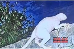 వెన్నులో వణుకు పుట్టిస్తున్న విచితజీవి  ఏలియనా? అడవి జంతువా? (వీడియో చూడండి)