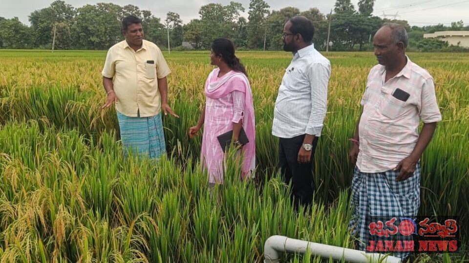 శాయంపేట మండలంలో వరి పంటల క్షేత్ర పరిశీలన