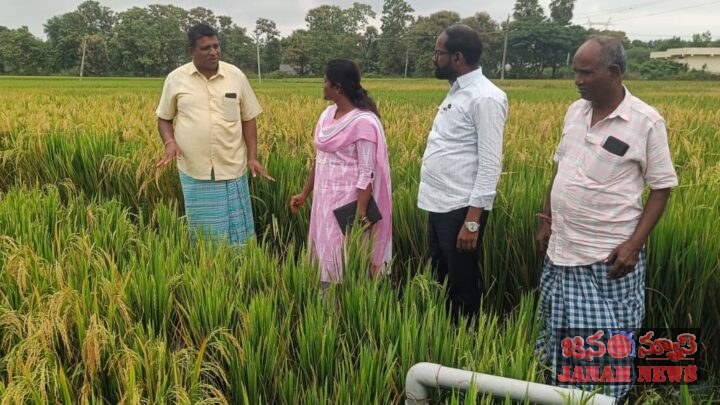 శాయంపేట మండలంలో వరి పంటల క్షేత్ర పరిశీలన
