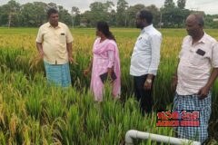 శాయంపేట మండలంలో వరి పంటల క్షేత్ర పరిశీలన
