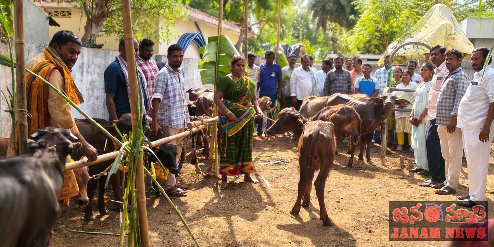 తిమ్మారెడ్డిగూడెంలో పశువులకు గర్భకోశ వ్యాధుల చికిత్స శిబిరం