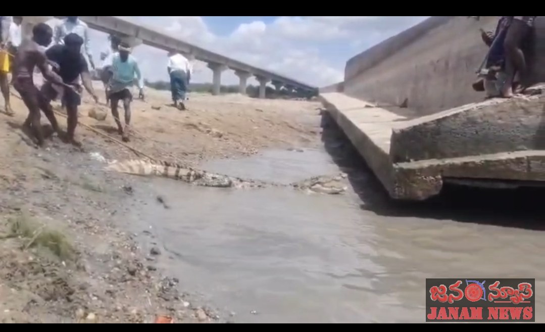 తుంగభద్ర నదిలో కొట్టుకొచ్చిన మొసలి నాగలాదిన్నె బ్రిడ్జి వద్ద కలకలం