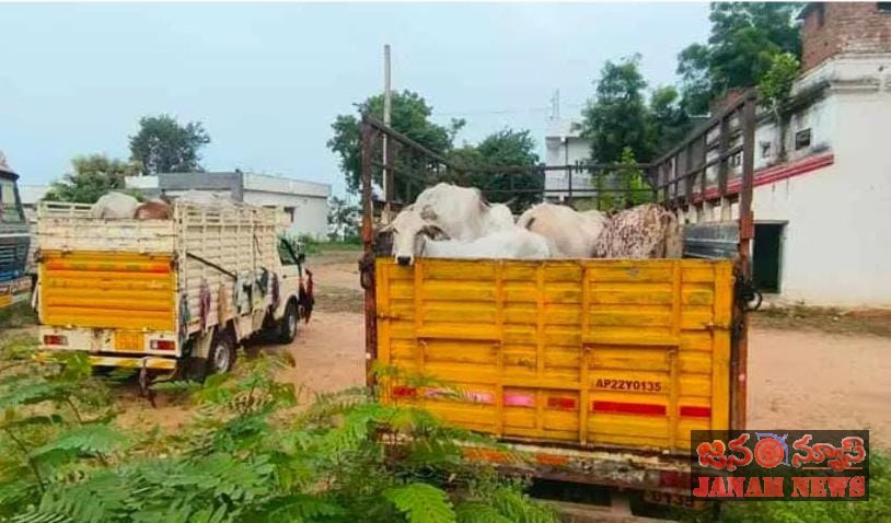 అనుమతి లేకుండా పశువుల అక్రమ రవాణా.. 4 బొలెరో వాహనాలు స్వాధీనం