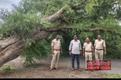 తుఫాను ప్రభావంతో నేలకొరిగిన చెట్లు