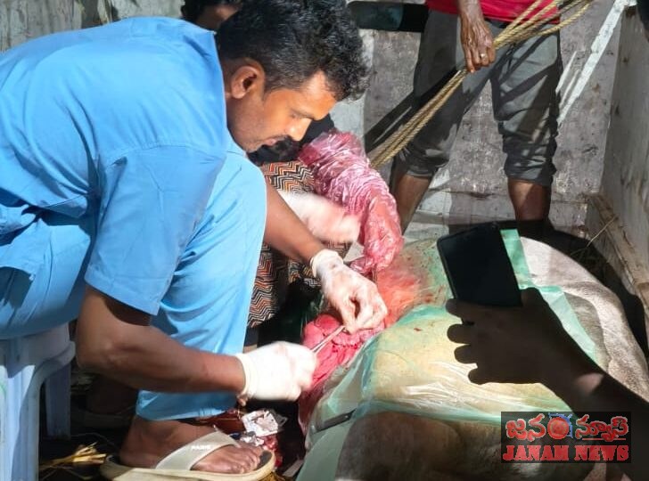 వైద్యుడి చొరవతో పుంగనూరు ఆవు ప్రాణాపాయం నుంచి బయటపడింది