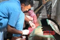 వైద్యుడి చొరవతో పుంగనూరు ఆవు ప్రాణాపాయం నుంచి బయటపడింది