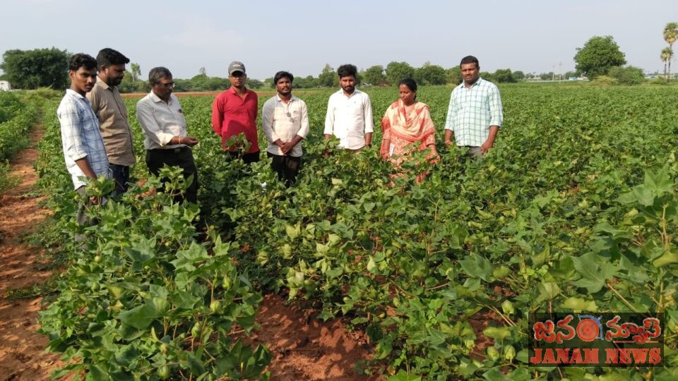 పత్తి, కంది, వరి, బెండ, టమాట పంటల పరిశీలన