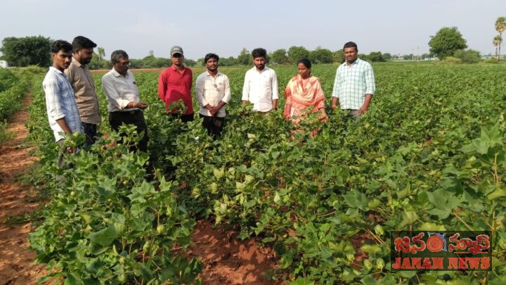 పత్తి, కంది, వరి, బెండ, టమాట పంటల పరిశీలన