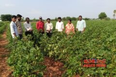 పత్తి, కంది, వరి, బెండ, టమాట పంటల పరిశీలన